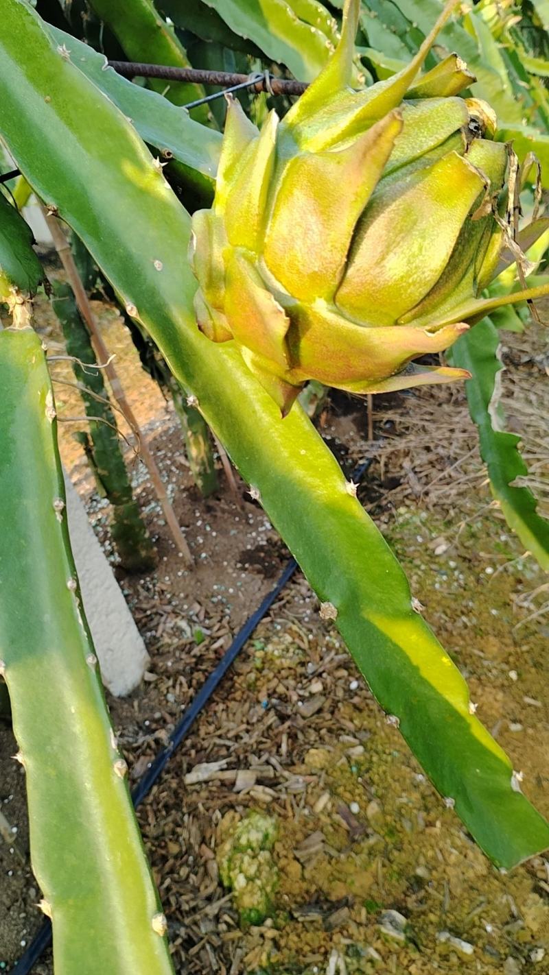 红心火龙果