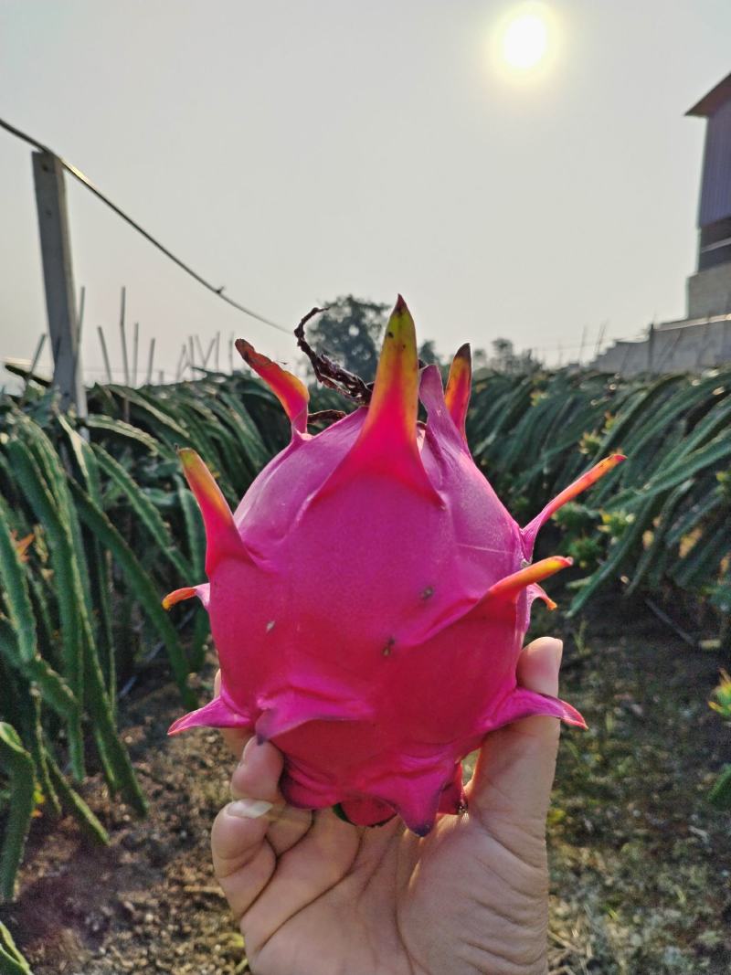 红心火龙果