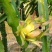红心火龙果