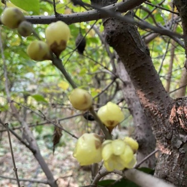 腊梅树