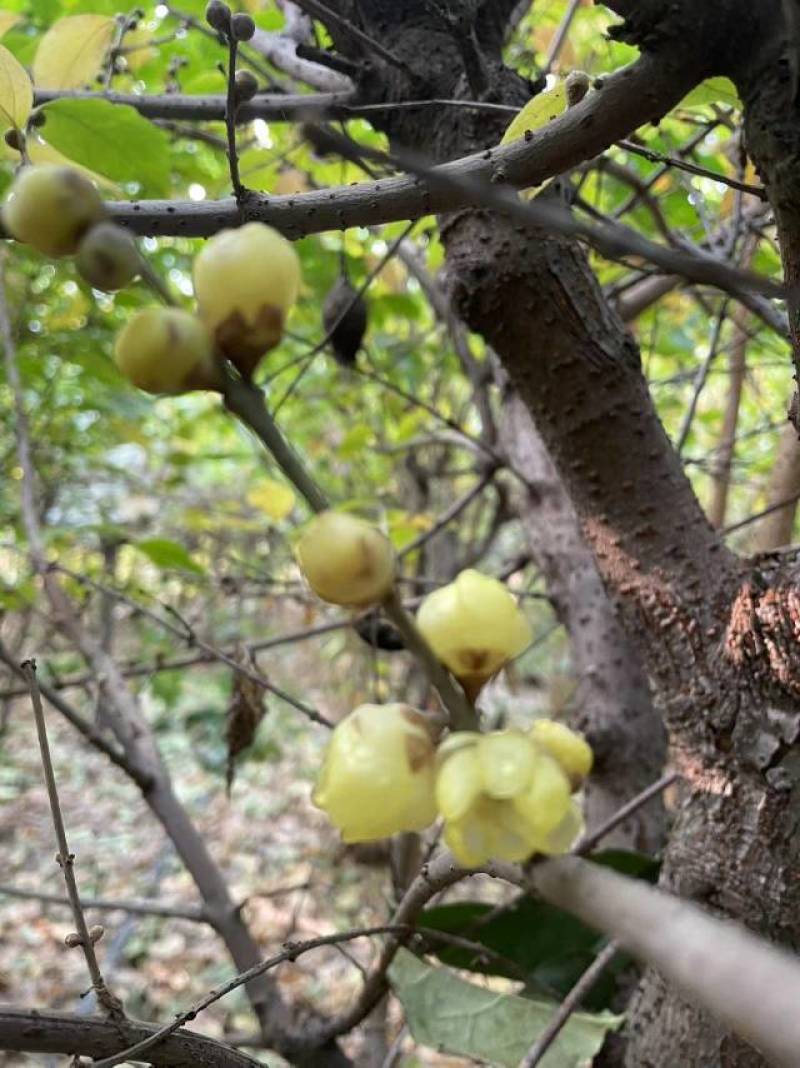 腊梅树