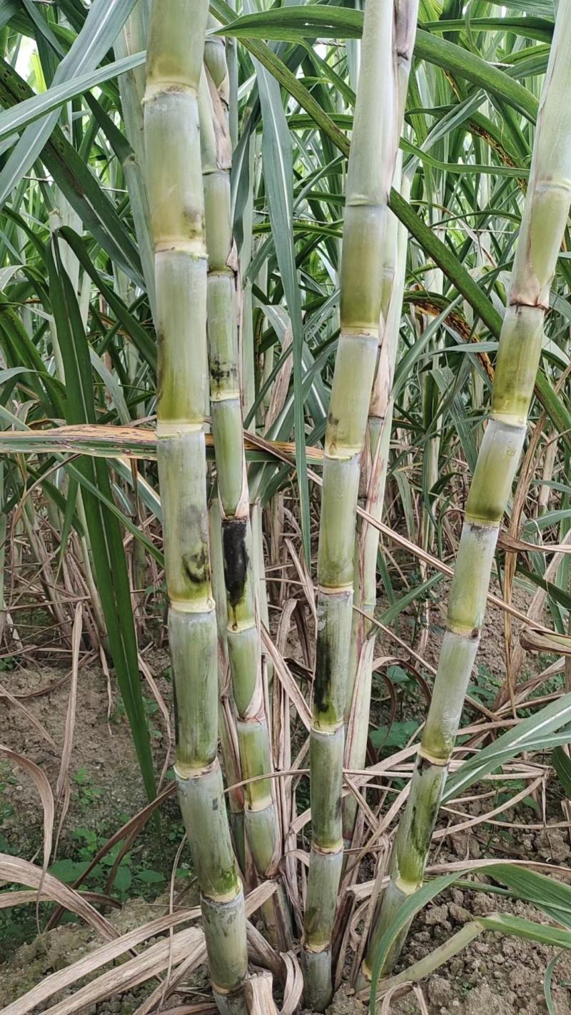 广东丰林农业脱毒组培苗种苗种径
