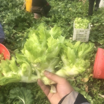 儿菜