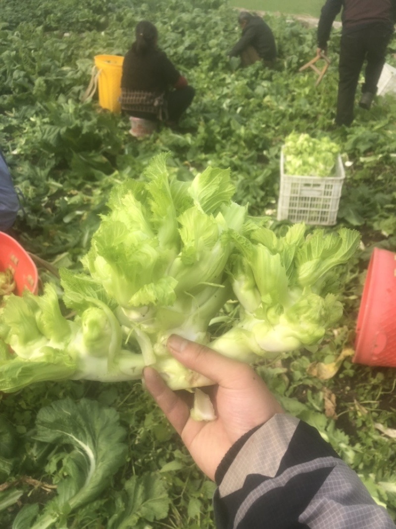 儿菜