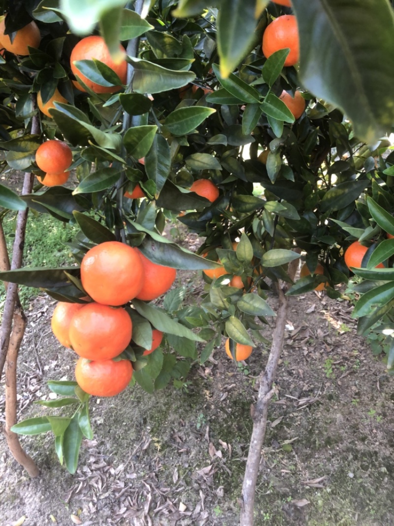 东方红，大量有货果面干净