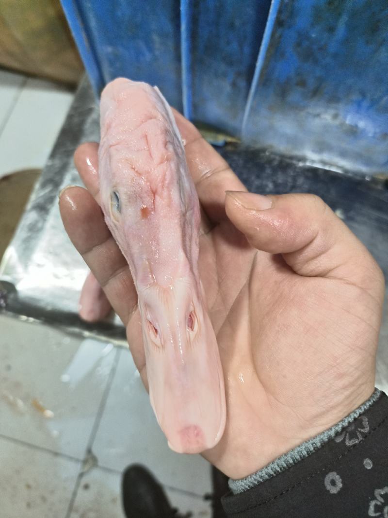 新鲜鸭头一手货源，新鲜发货品质正宗，以质论价诚信经营