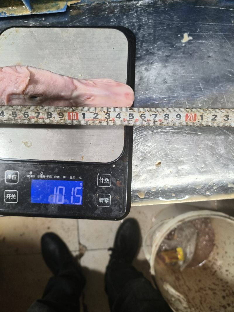 新鲜鸭头一手货源，新鲜发货品质正宗，以质论价诚信经营