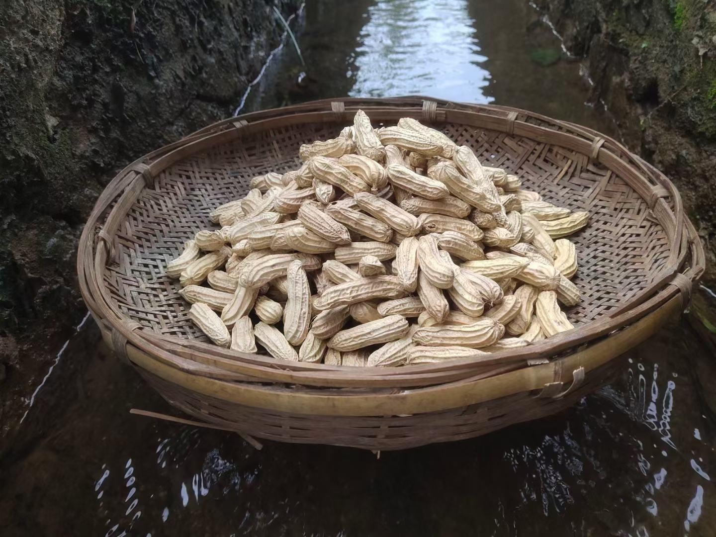 花生浸泡过程