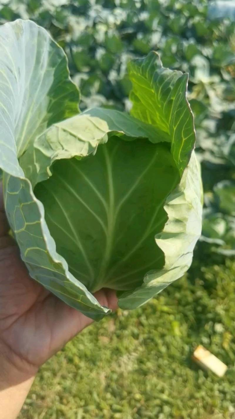 万亩蔬菜基地108甘蓝已上市供应市场、超市、食堂、电商