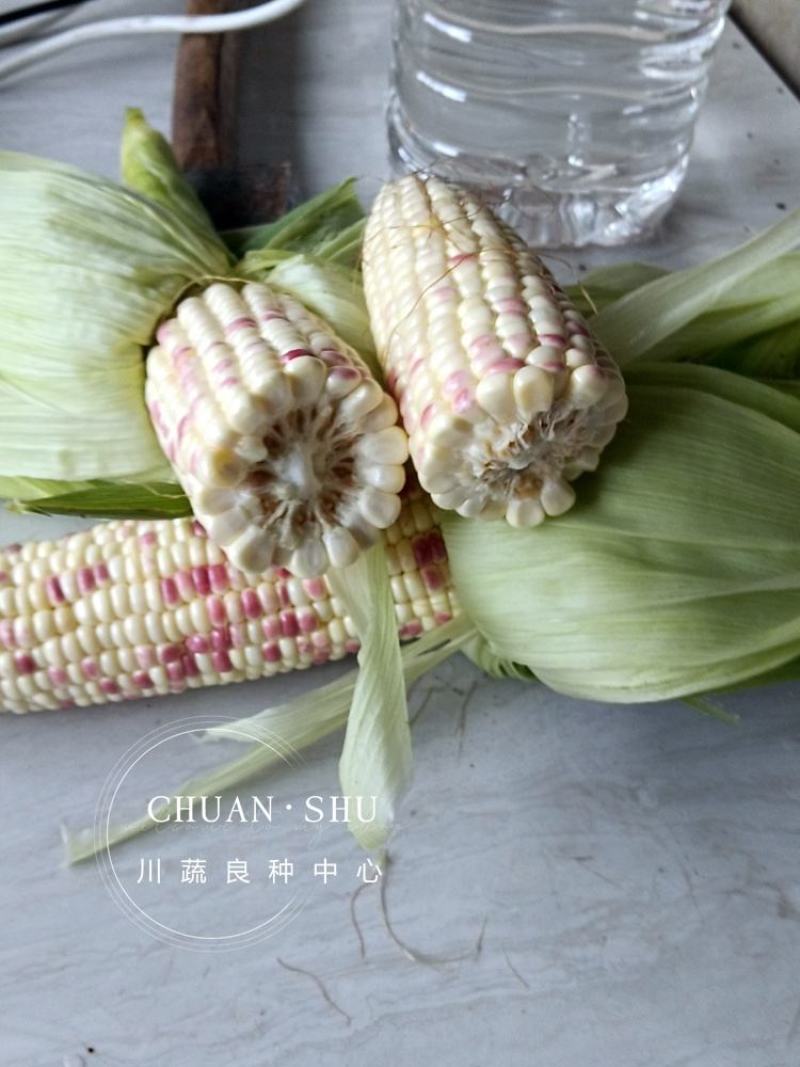 彩甜糯玉米种子花甜糯玉米种子彩糯花甜糯玉米种子