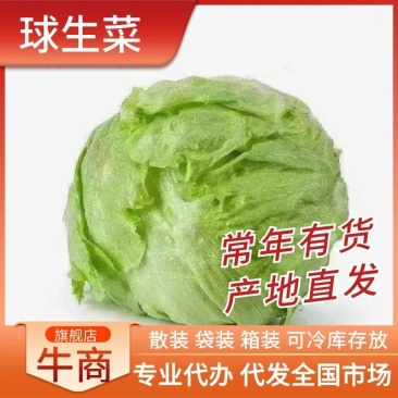 球生菜圆生菜生菜球可代发全国市场，诚信经营。