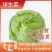 球生菜圆生菜生菜球可代发全国市场，诚信经营。