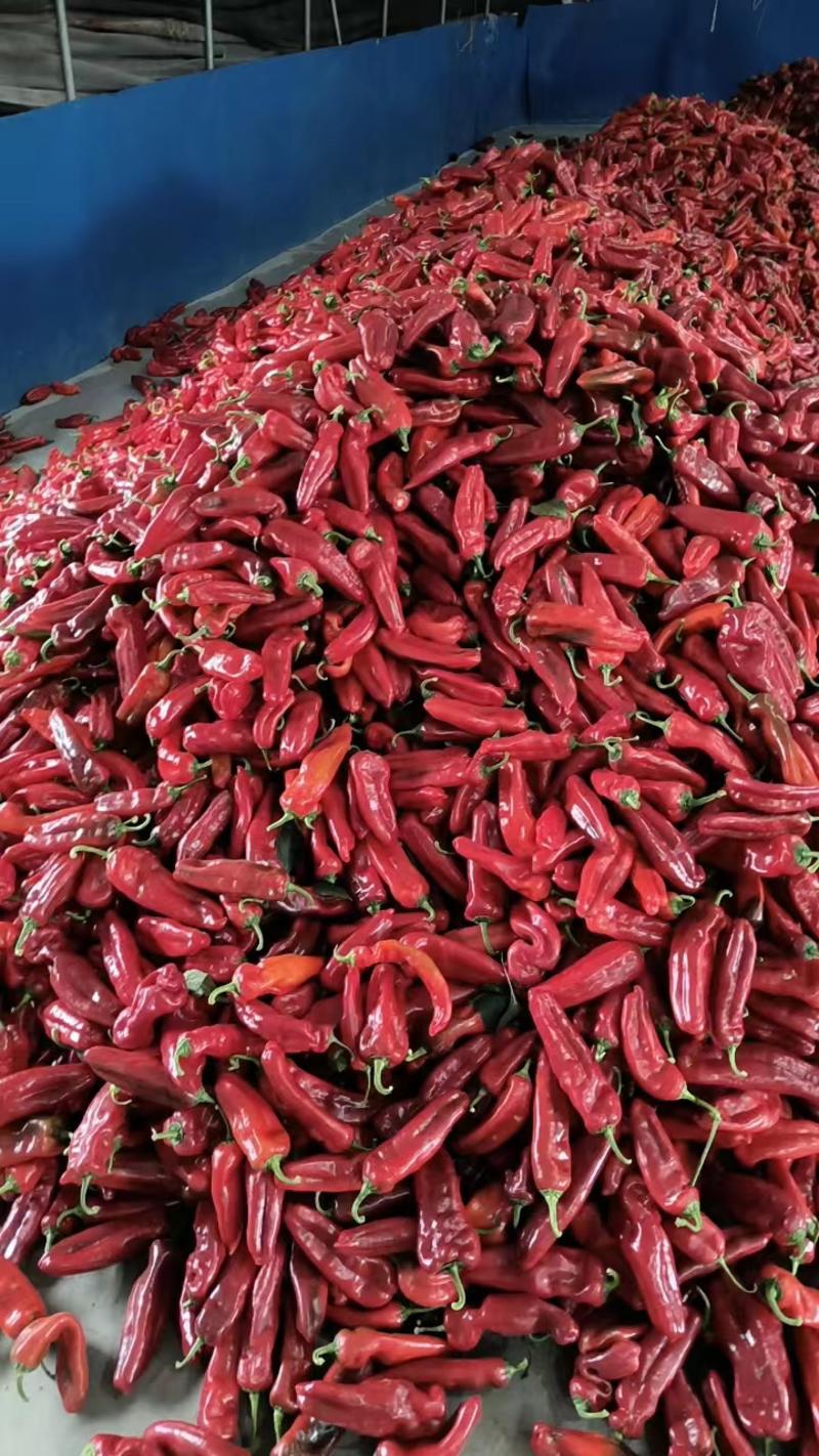 芜湖红椒个头大味道好大量上市全国可发欢迎客商