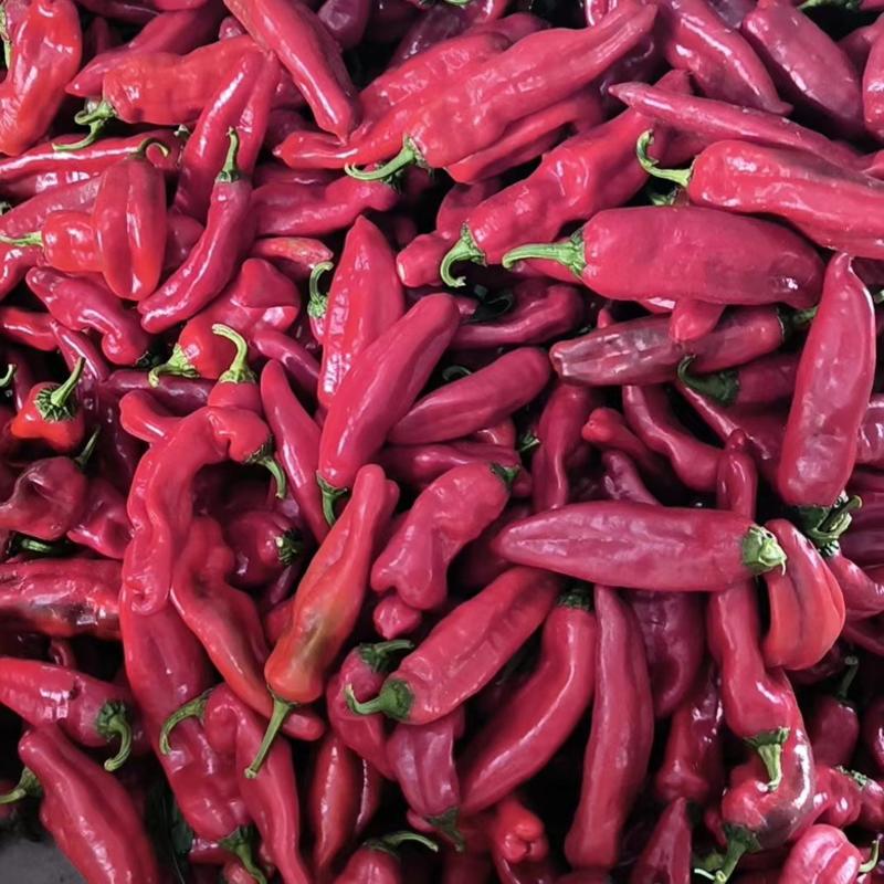 芜湖红椒个头大味道好大量上市全国可发欢迎客商
