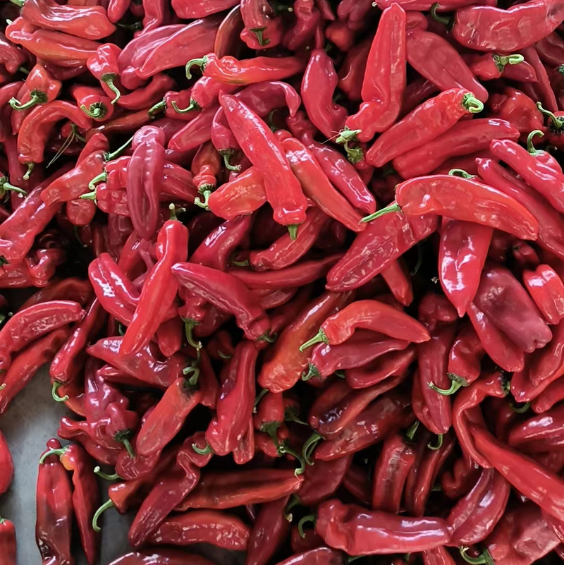 鲜辣椒芜湖红椒薄皮椒一手货源全国可发大量上市对接各大超市
