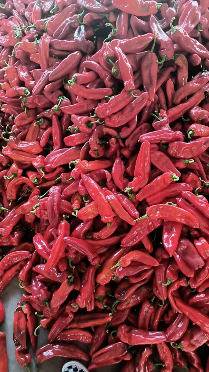 鲜辣椒芜湖红椒薄皮椒一手货源全国可发大量上市对接各大超市