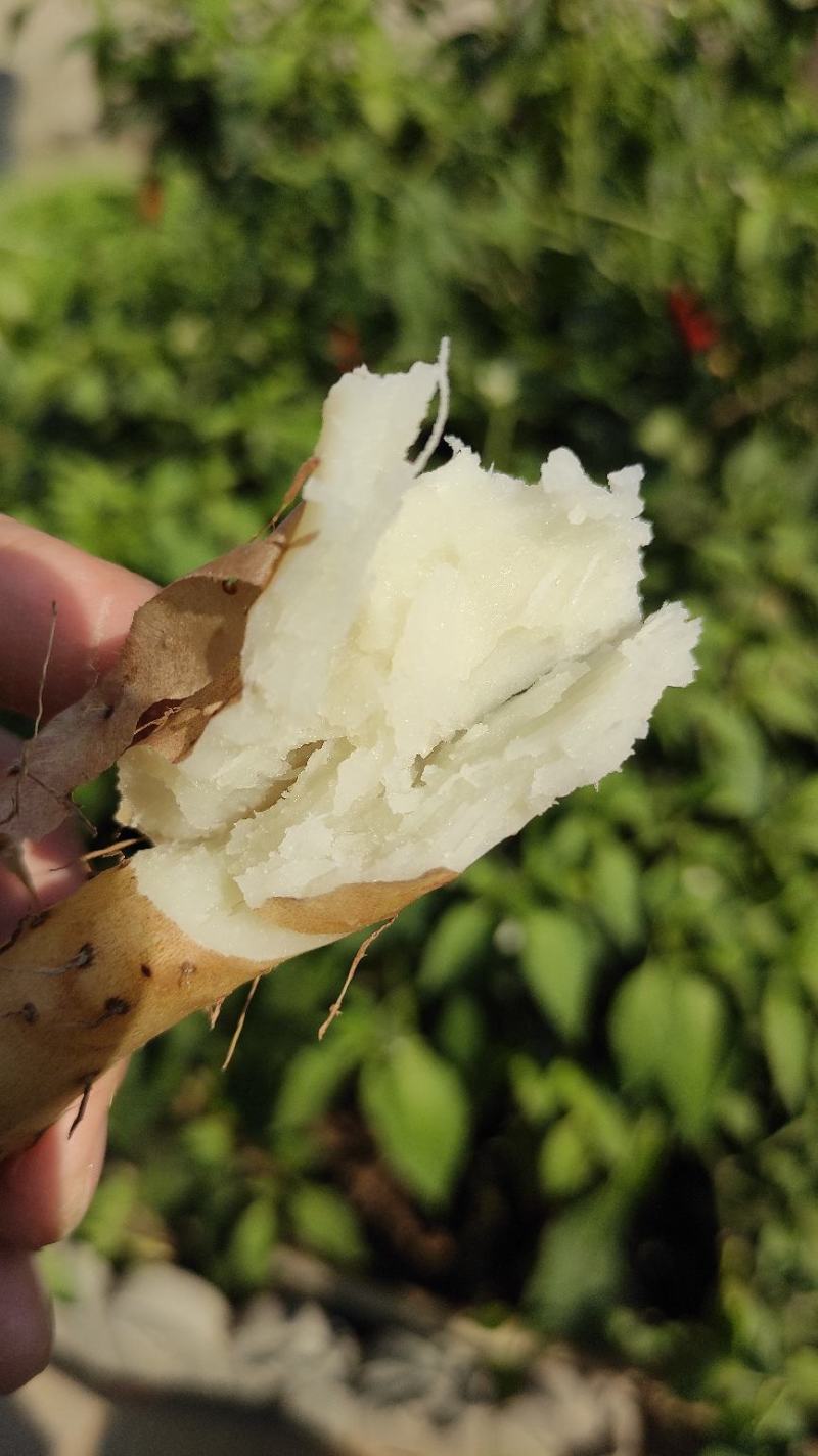 河北小白嘴山药一级大货