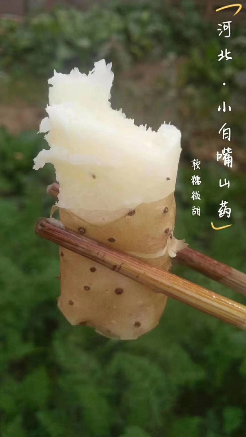 河北小白嘴山药一级大货
