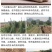 河北小白嘴山药一级大货