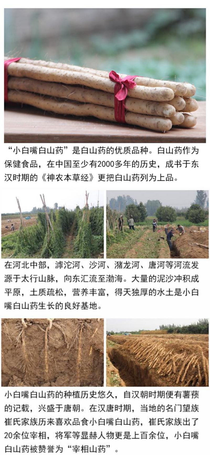 河北小白嘴山药一级大货