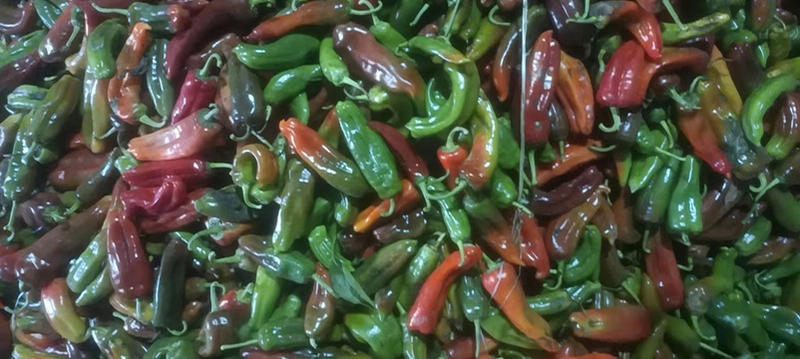 芜湖彩椒鲜辣椒甜椒大量上市对接全国各地客商一手货源