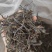 5吨临沧大树茶春茶每年都有货批量出