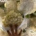 福建精品松花菜、青梗散花、大量上市、一手货源。