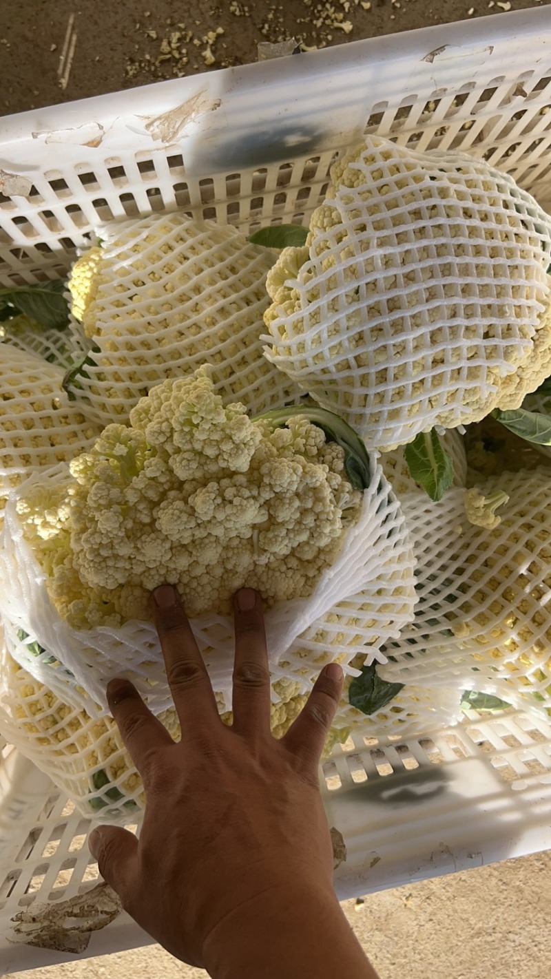 福建精品松花菜、青梗散花、大量上市、一手货源。