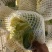福建精品松花菜、青梗散花、大量上市、一手货源。