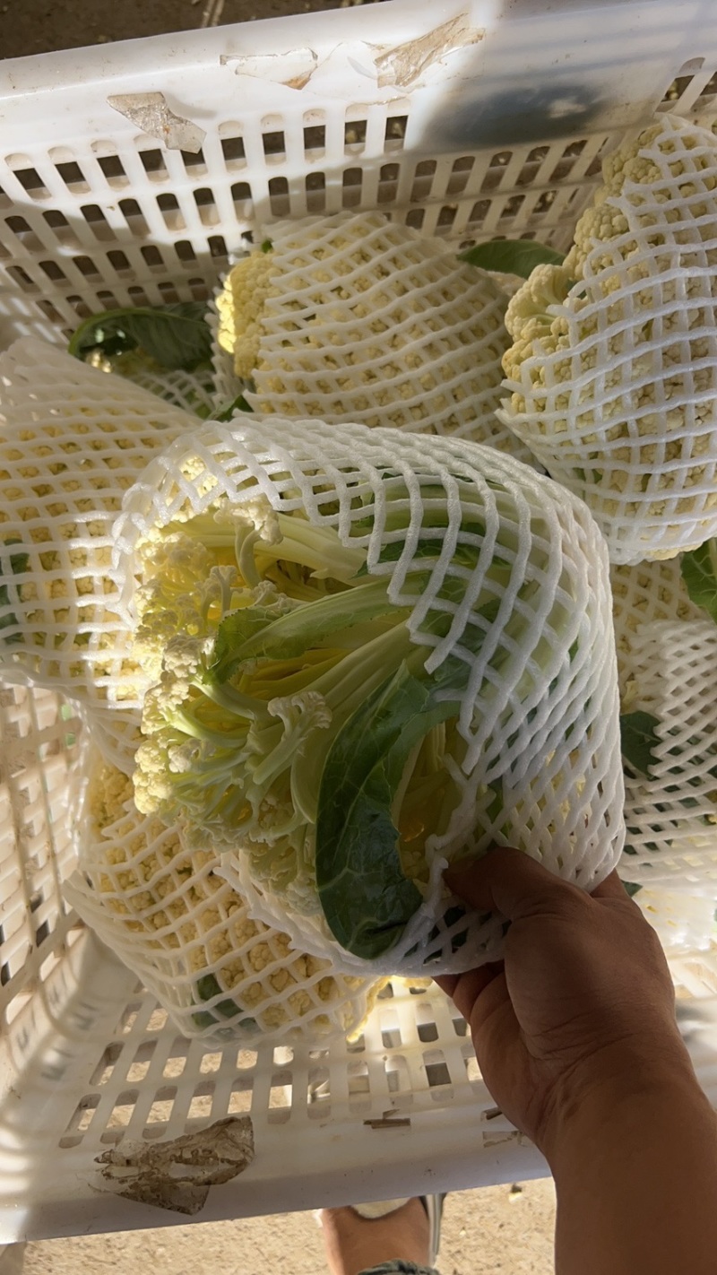 福建精品松花菜、青梗散花、大量上市、一手货源。