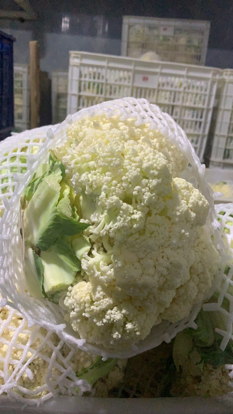 福建精品松花菜、青梗散花、大量上市、一手货源。