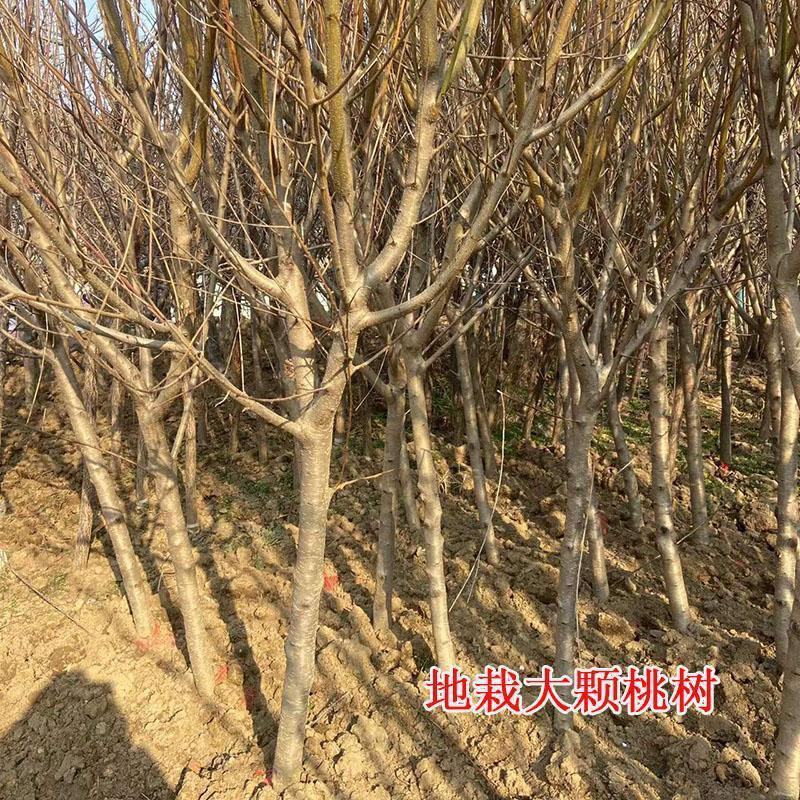 占地桃树苗一手货源基地直发