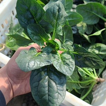 精品趴地菠菜，南通本地货，品相优良，专业种植，订单种植，