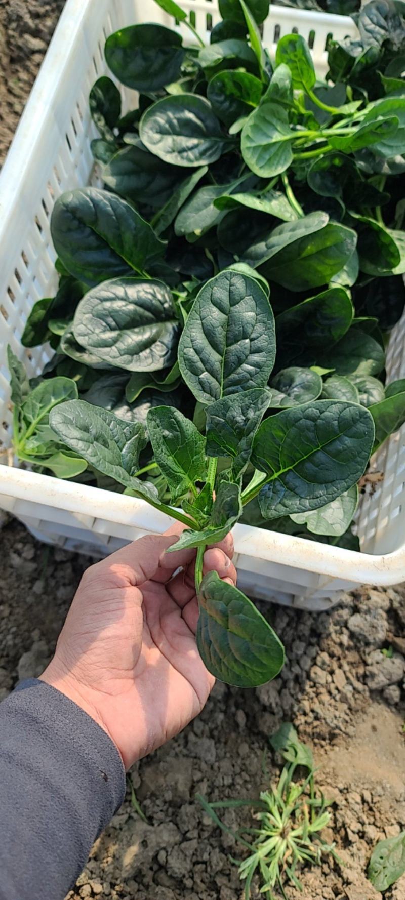 精品趴地菠菜，南通本地货，品相优良，专业种植，订单种植，