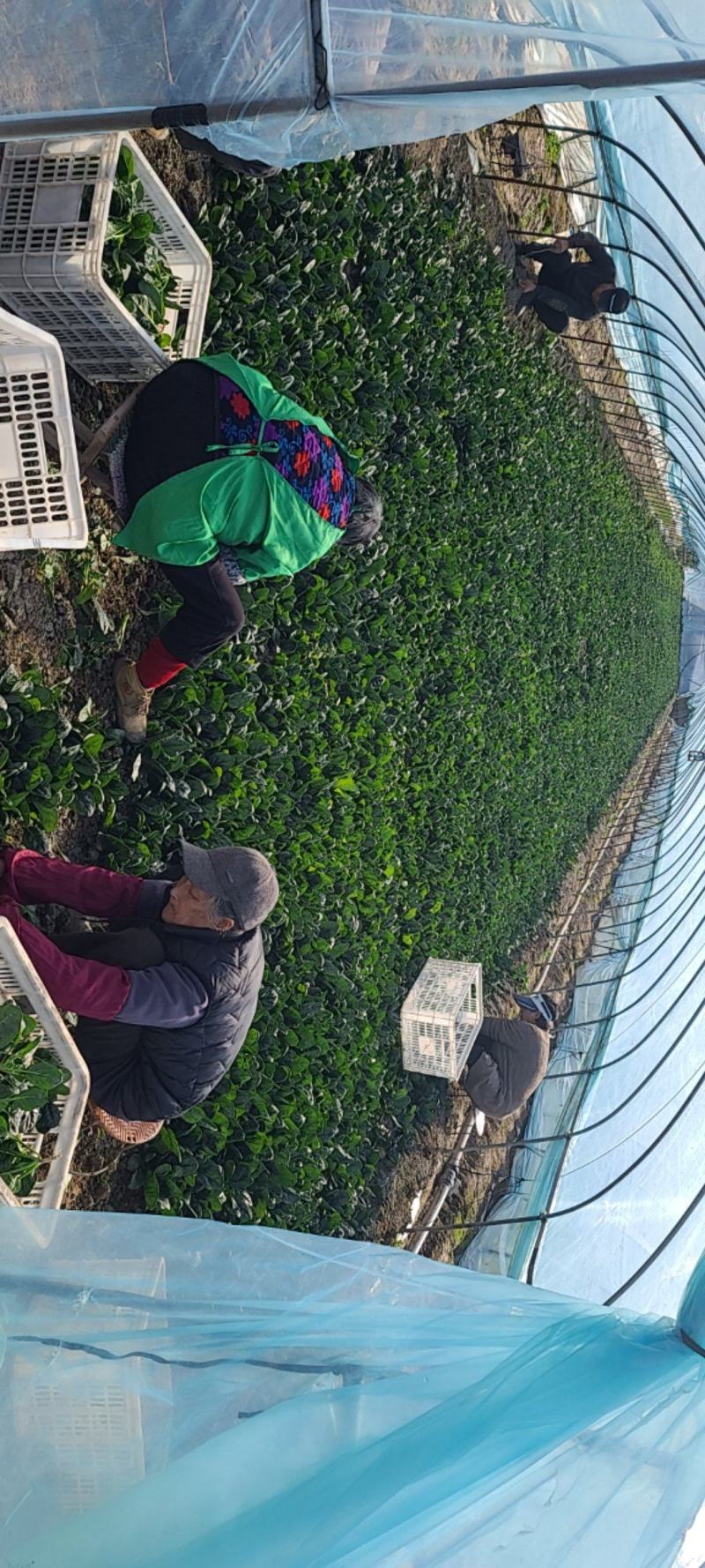 精品趴地菠菜，南通本地货，品相优良，专业种植，订单种植，