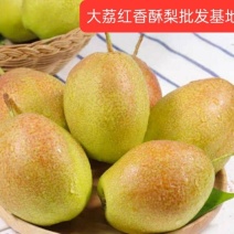 陕西红香酥梨，玉露香价格，彩虹梨批发，砀山酥梨基地。