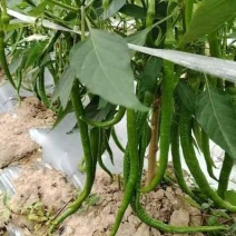 西双版纳二荆条大量上市现货现发