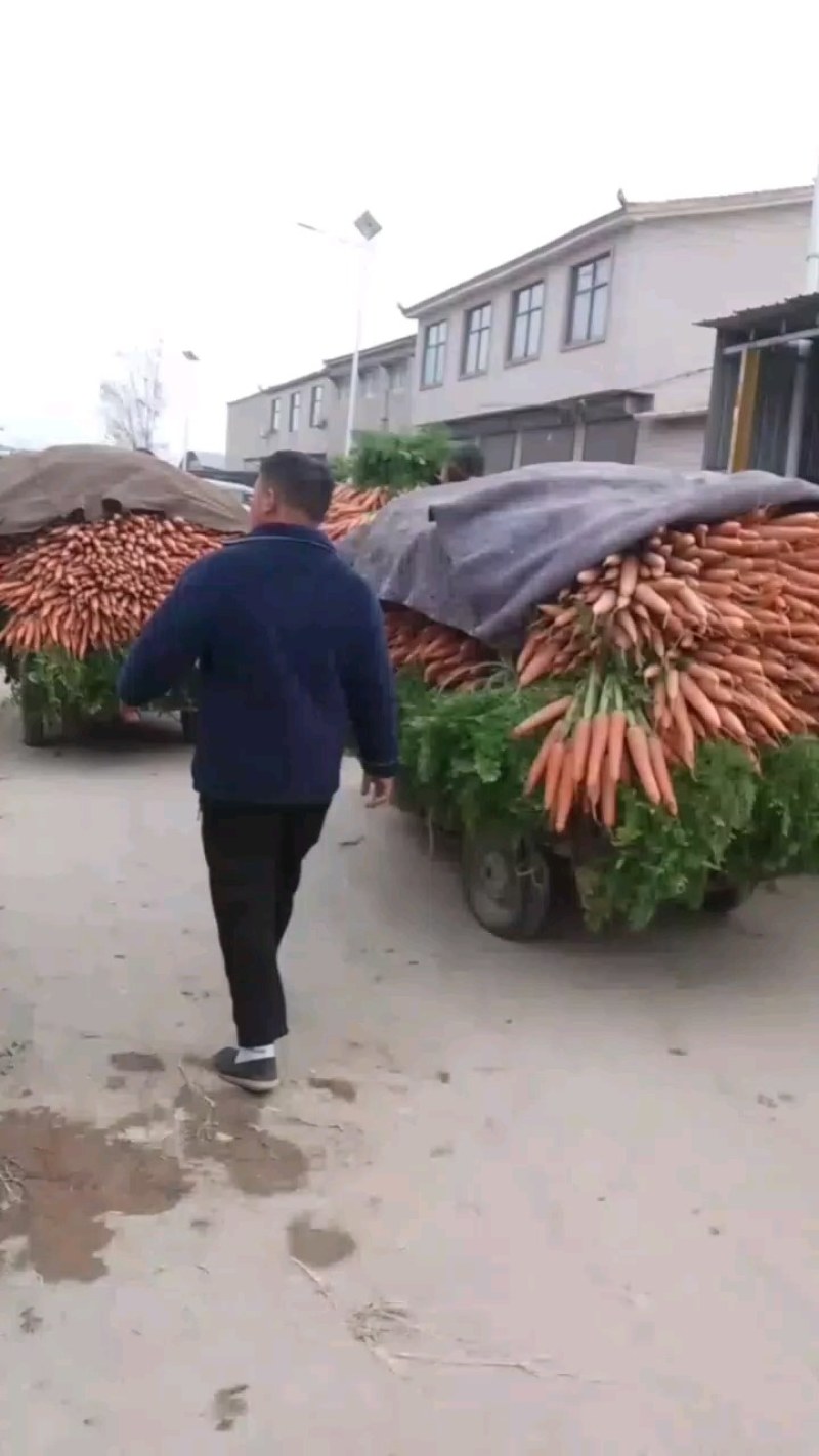 纯沙地三红胡萝卜，颜色好，条型好，价格便宜量大价格可谈
