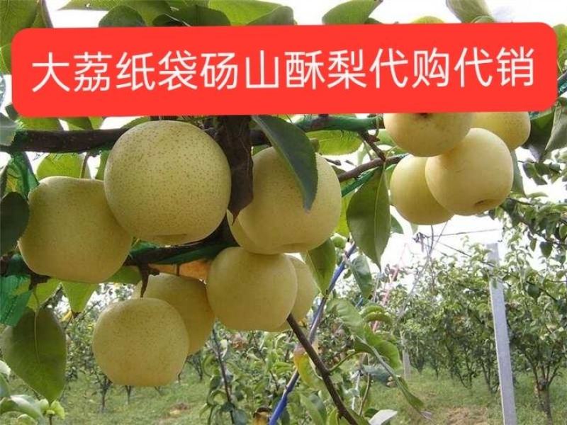 砀山酥梨，陕西贡梨，大荔贡梨批发价格，纸袋砀山酥梨