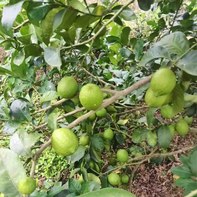 优力克香水柠檬，基地量大