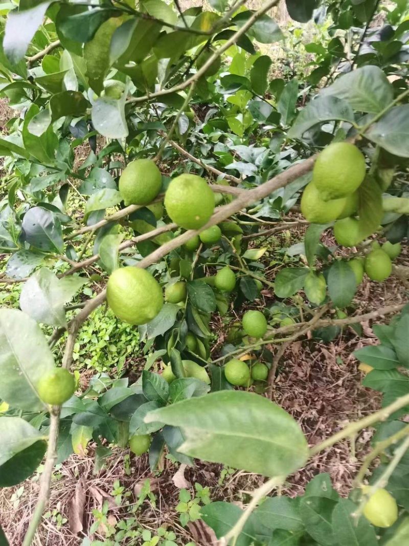 优力克香水柠檬，基地量大