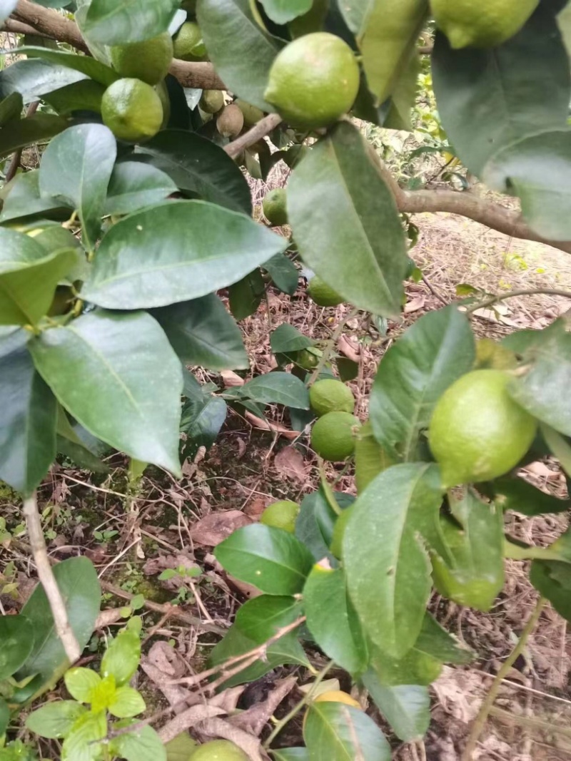 优力克香水柠檬，基地量大