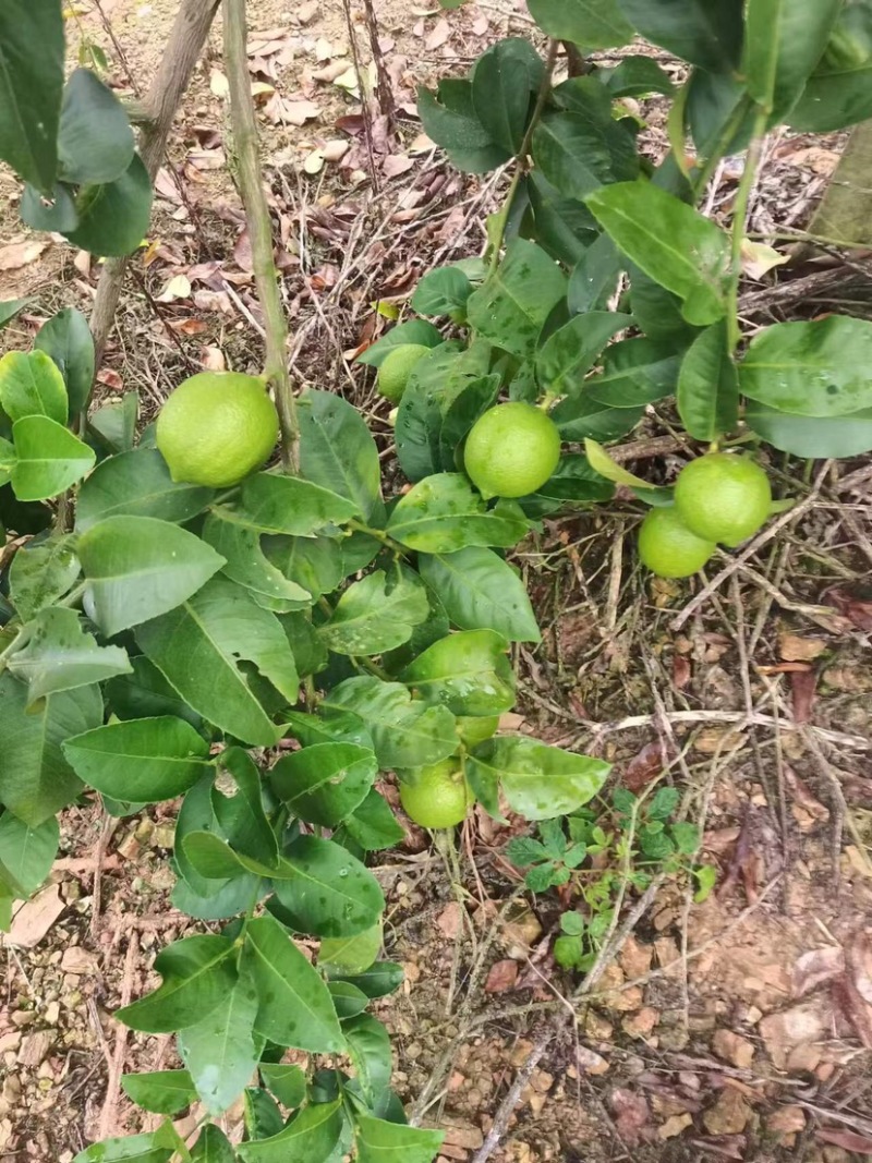 优力克香水柠檬，基地量大