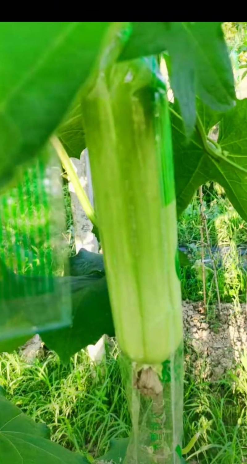 白玉丝瓜
