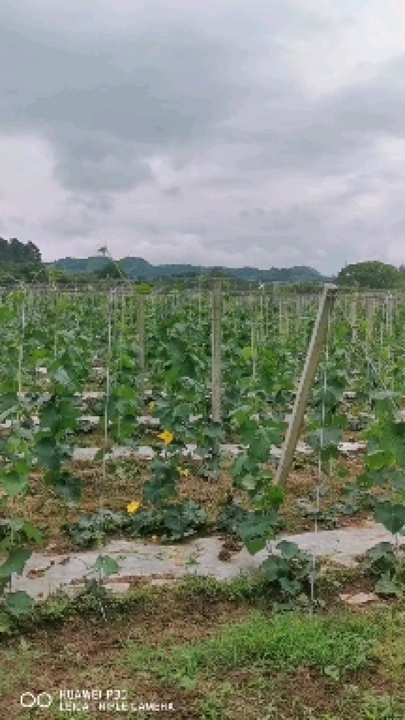 白玉丝瓜