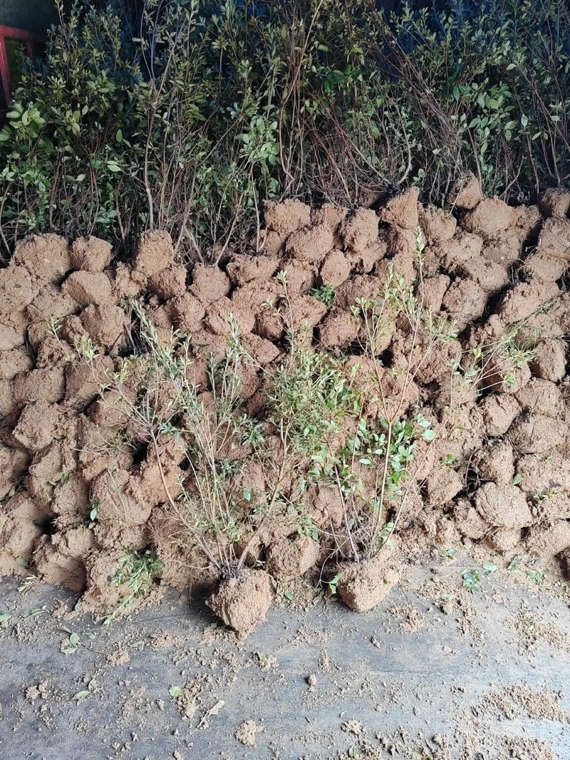 映山红苗，映山红三年苗，映山红大苗