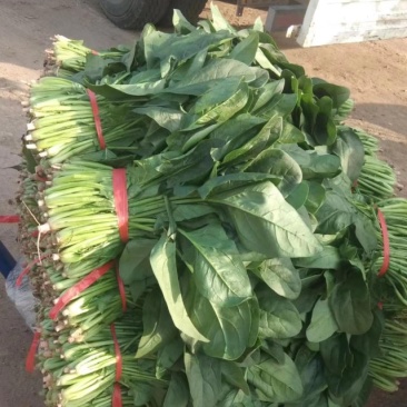 一手货源大叶菠菜整车走货对接全国市场量大从优翠绿可口欢迎