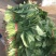 一手货源大叶菠菜整车走货对接全国市场量大从优翠绿可口欢迎