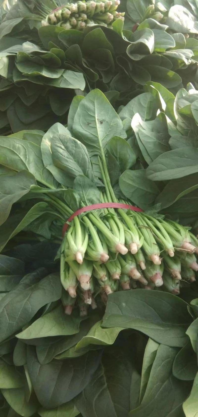 一手货源大叶菠菜整车走货对接全国市场量大从优翠绿可口欢迎