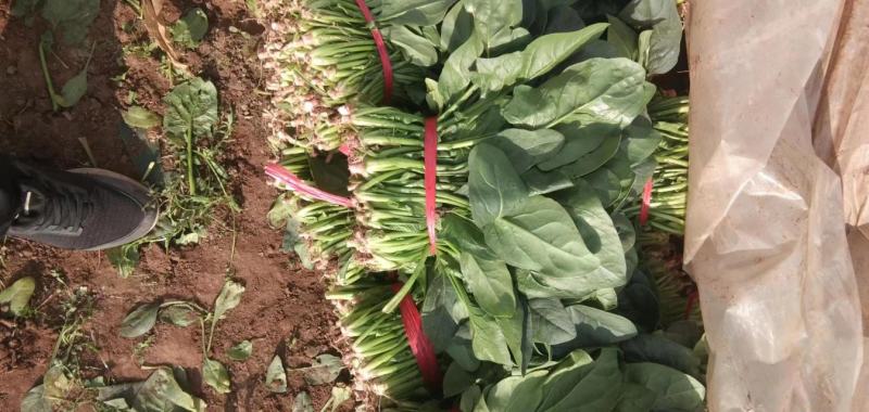 一手货源大叶菠菜整车走货对接全国市场量大从优翠绿可口欢迎